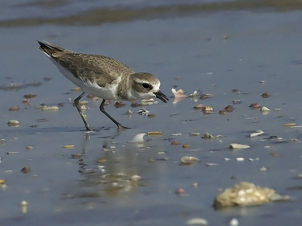 Aavikkotylli, Greater Sand Plover, Charadrius leschenaultii